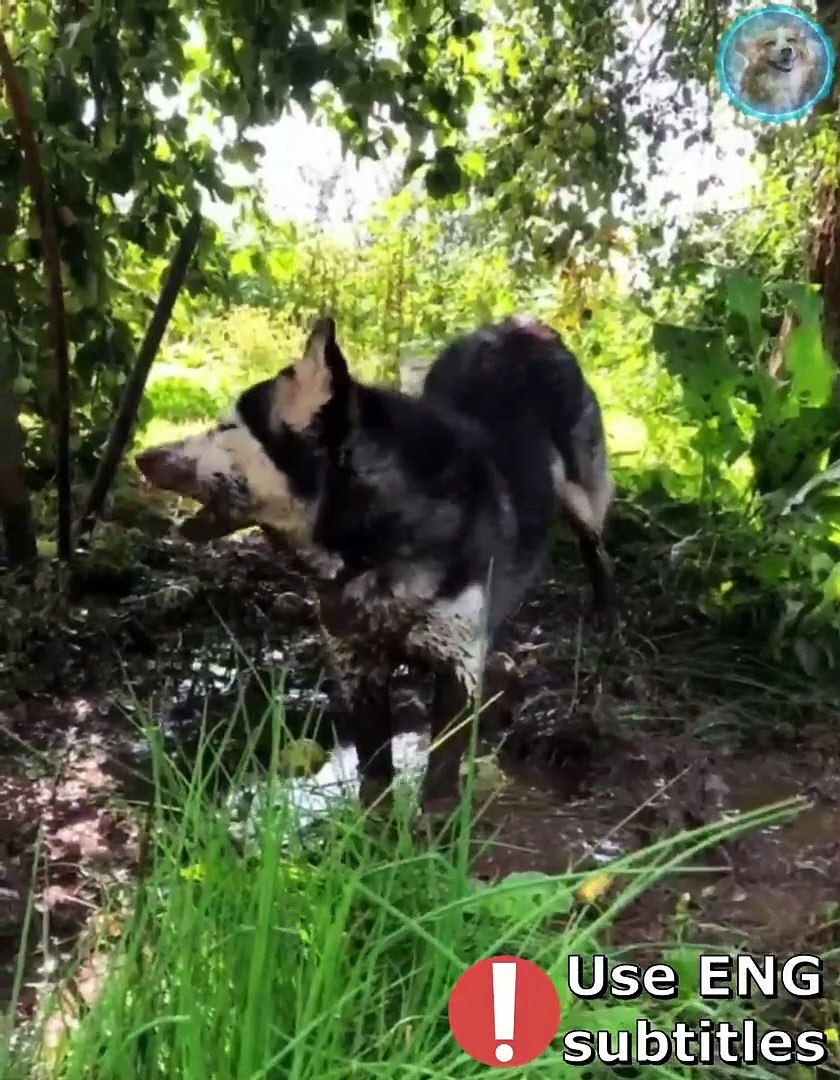 Funny animals  Funny cats  dogs  Funny animal videos