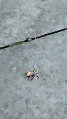 Dev örümcek avı için hareketlendi.