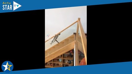 Ce chat fait une glissade improbable sur la rampe des escaliers