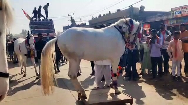 घोड़ी का नृत्य देखने उमड़े लोग