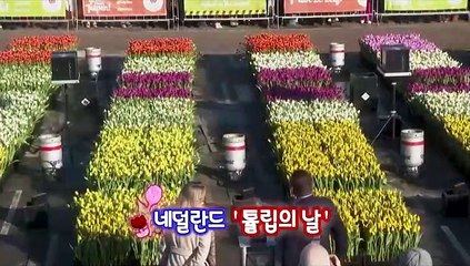 [지구촌톡톡] 네덜란드 '튤립의 날'…20만 송이 튤립 공개