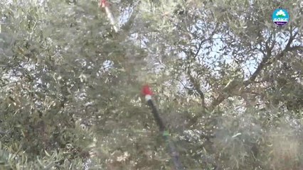 Söke Belediyesi'nden Vatandaşa Bu Kez Zeytinyağı Desteği