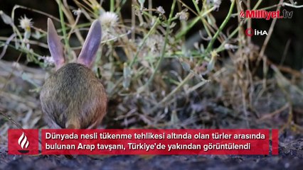 Dünyada kırmızı listede, Türkiye’de yakından görüntülendi