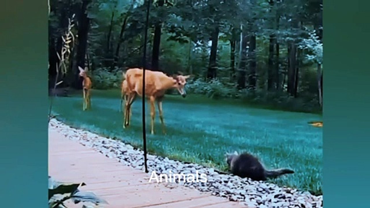 Best Funniest animals & Super cool animals | Funny dog and  cat videos | funny and cute dogs  & cats