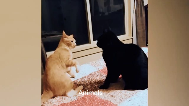 Best Funniest animals & Super cool animals | Funny dog and cat videos | funny and cute dogs & cats