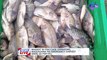 Mahigit 50 fish cage operators, nagsagawa ng emergency harvest dahil sa fish kill | News Live