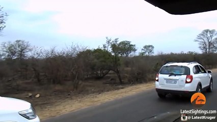 Leopard Kills Warthog & Lion Steals It!