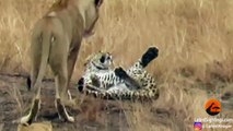 Leopard Tries to Escape Pride of Lions