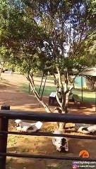 Lion Tries Entering Restaurant Full of Tourists!