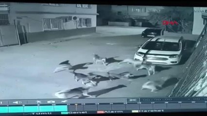 SAHİPSİZ KÖPEKLERİN KEDİYE SALDIRMASI KAMERADA