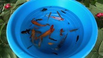 Koi Carp Fish Goldfish Guppy Guppies Molly Fish - Cute Ornamental Fish