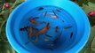 Koi Carp Fish Goldfish Guppy Guppies Molly Fish - Cute Ornamental Fish