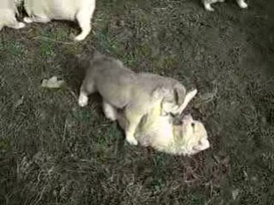 chiots Dolce dantés