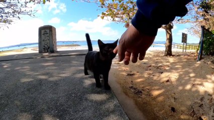 When you go to the beach, the kittens will greet you and it's fun!