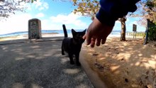 When you go to the beach, the kittens will greet you and it's fun!