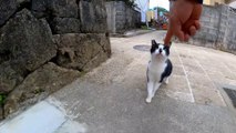 Walking down the back alleys near the fishing port is fun as the cats come to you