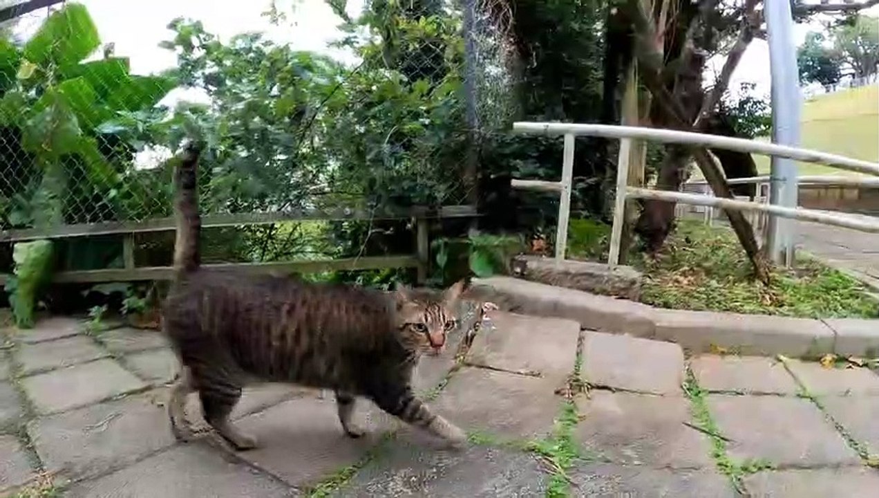When I go to the park in the morning, the cat i...