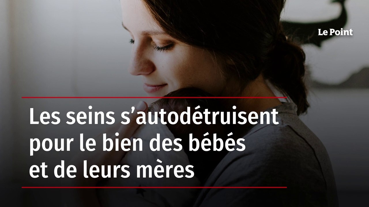 Les seins s’autodétruisent pour le bien des bébés et de leurs mères