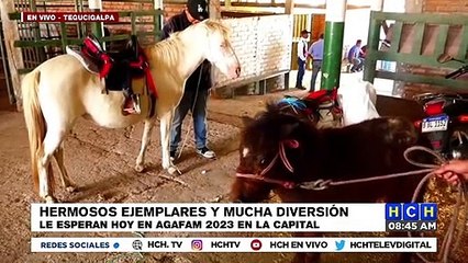 Hermosos ejemplares y mucha diversión hoy en La Gran Feria Ganadera "AGAFAM" en TGU