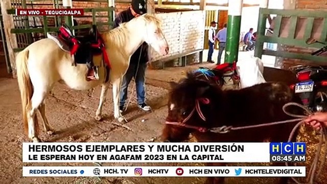 Hermosos ejemplares y mucha diversión hoy en La Gran Feria Ganadera AGAFAM en TGU