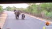 Elephant Mom & Calf Protect Themselves from Wild Dogs
