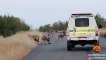 Elephant Shows Wild Dogs & the Police Who's Boss