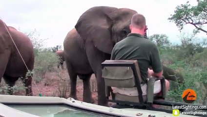 Extremely Close Elephant Encounter