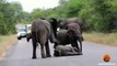 Herd of Elephants Helps an Elephant Calf After Collapsing in the Road