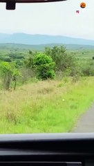 Man Ditches Toyota to Run Away from Elephant!
