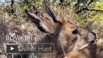 Grey Duiker Hunting South Africa _ Nick Bowker Hunting