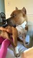 Big_pitbull_dog_#shorts_#youtubeshorts_#animals(360p)