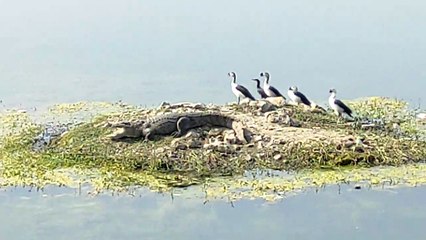 Video... धूप सेवन करने पानी से  बाहर आया मगरमच्छ