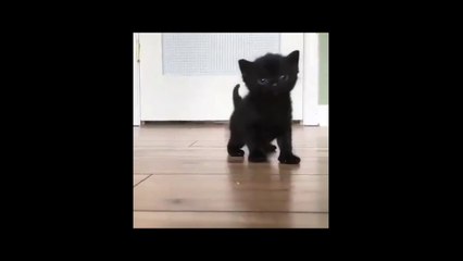 Funny Animals & Pets Compilation _ Lovely Pets