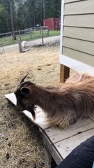Fainting Goat Falls of Ramp