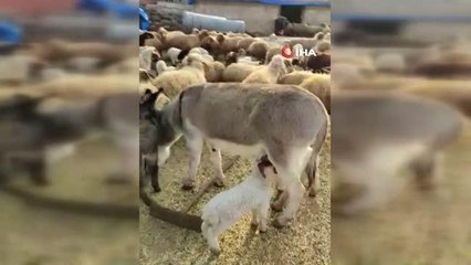 Hatay'da bir eşek hem yavrusuna hem de kuzuya böyle annelik yaptı