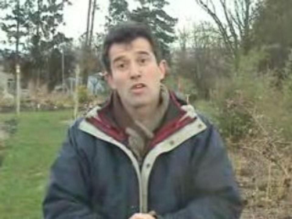 Peut-on planter des hellébores en sol sablonneux?