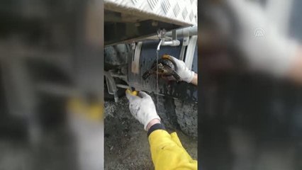 Zeytinlik alanda çıkan yangında mahsur kalan kaplumbağa kurtarıldı