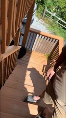 Baby Black Bear Raids The Trash