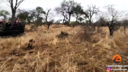 Hyena Saves Warthog from Leopard