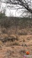 Hyena Steals Impala from Python