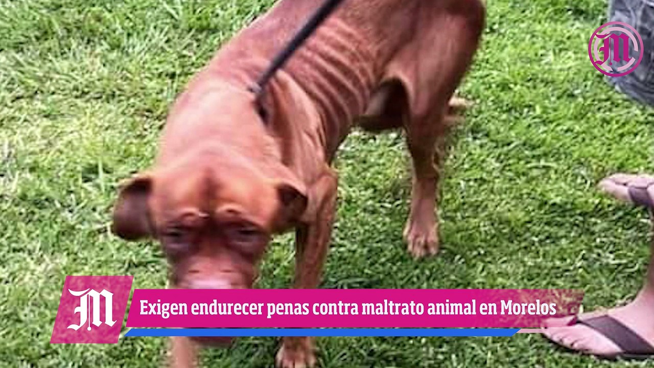 Exigen endurecer en Morelos penas contra el maltrato animal