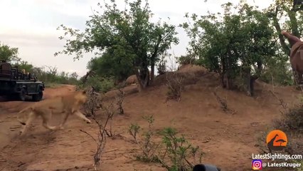 MALE LION ATTACKS & KILLS BABY HYENA
