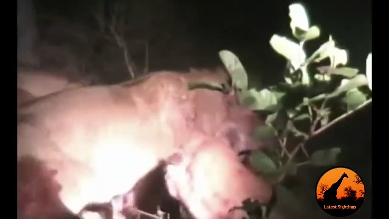 Pride of Lions Versus Hyenas - Latest Wildlife Sightings