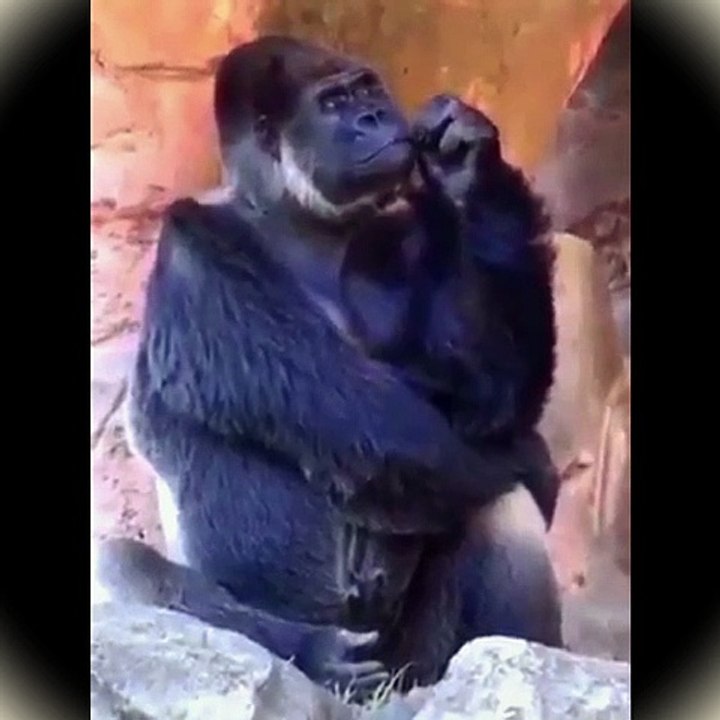 monkey funny moment haha
