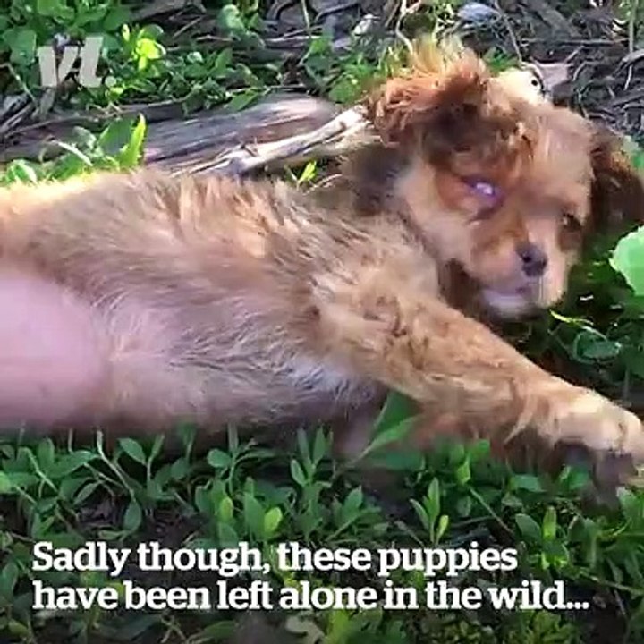 taking care of dogs