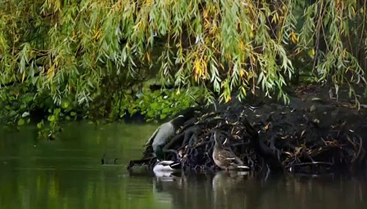 Mortimer $$ Whitehouse - Gone Fishing - Se2 - Ep02 - The Carp - Bentley Lake, Essex HD Watch