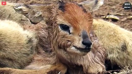 7 Brutal Moments Lions Hunting Baby Animals Give You Nightmare   Wild Animal Wolrd