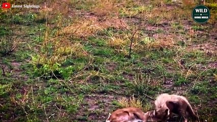 7 Most Brutal Hunting Moments Of Cheetahs   Wild Animal World