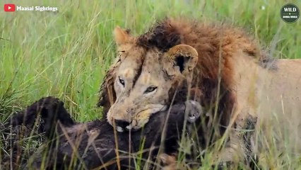 7 Terrifying Moments Lion Hunting Warthog - Wild Animal World
