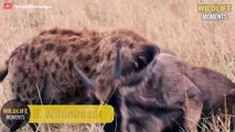 15 Amazing Moments HYENA Vs Baby Animals Caught On Camera - Wildlife Moments
